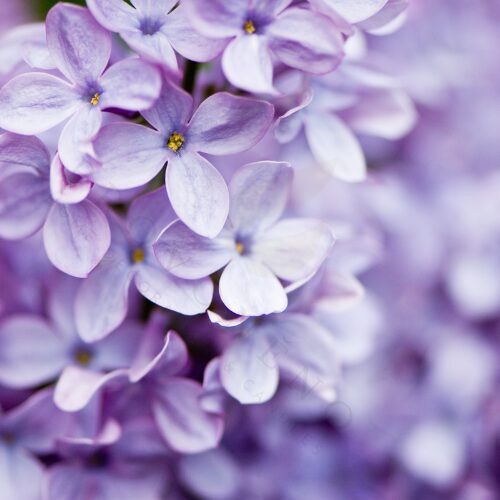 Čajové svíčky ŠEŘÍK