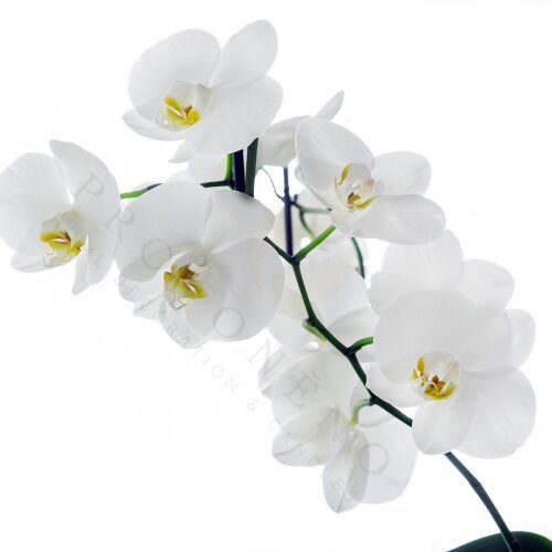 Čajové svíčky BÍLÁ ORCHIDEJ