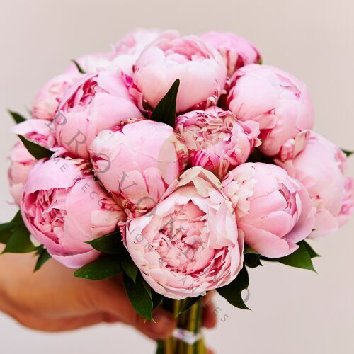 Čajové svíčky PIVOŇKA