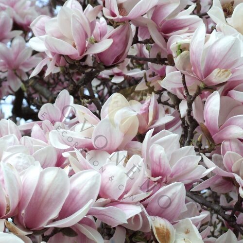 Vonný vosk MAGNOLIA